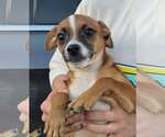 Small #3 Chihuahua