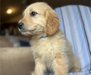 Goldendoodle Puppy for Sale in SAN FERNANDO, California USA