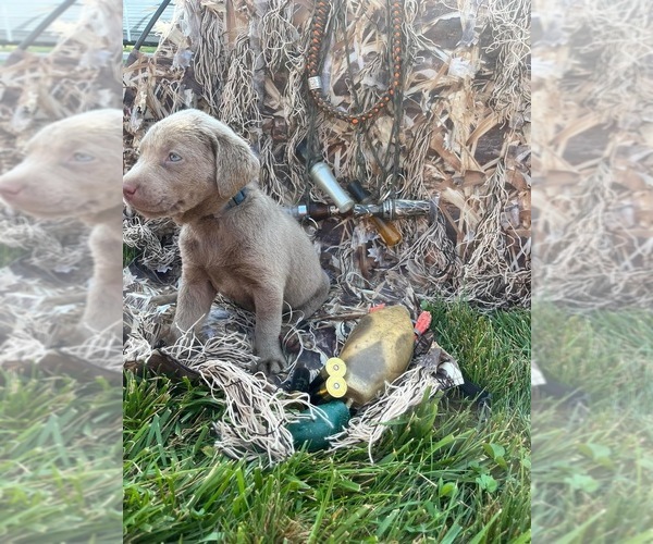 Medium Photo #1 Labrador Retriever Puppy For Sale in CAMARGO, IL, USA