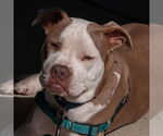 Small #1 Bulldog Mix