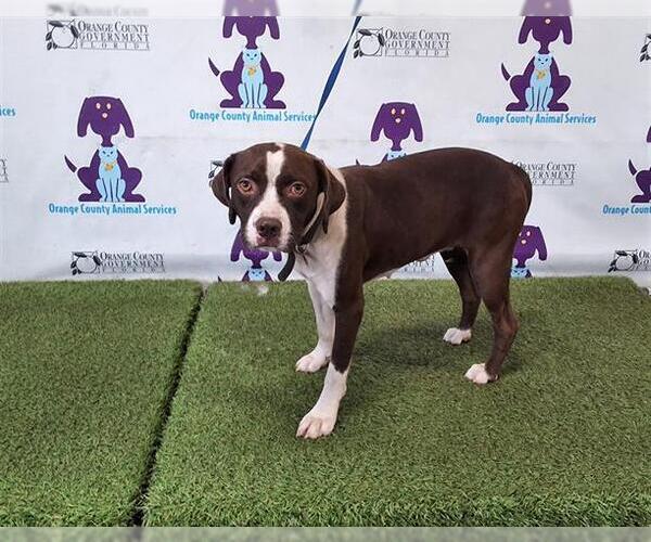 Medium Photo #1 American Pit Bull Terrier Puppy For Sale in Orlando, FL, USA