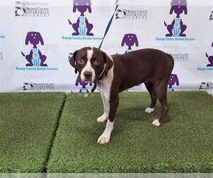 American Pit Bull Terrier Dogs for adoption in Orlando, FL, USA