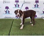 Small American Pit Bull Terrier