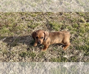Dachshund Puppy for sale in CASSVILLE, MO, USA