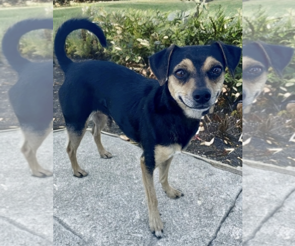 Medium Photo #2 Chihuahua-Unknown Mix Puppy For Sale in Newport Beach, CA, USA