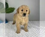 Small #1 Golden Retriever