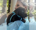 Small Photo #10 Labrador Retriever Puppy For Sale in SIMI VALLEY, CA, USA
