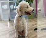 Small #2 Poodle (Standard)