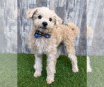 Small #1 Miniature Schnauzer Mix