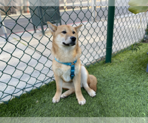 Shiba Inu Puppy for sale in SAN JOSE, CA, USA