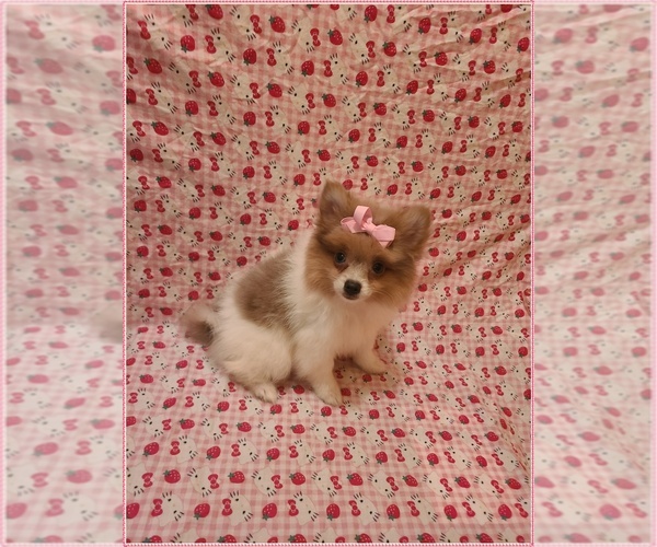 Medium Photo #1 Pomeranian Puppy For Sale in CLARKSVILLE, TN, USA