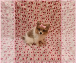 Pomeranian Puppy for sale in CLARKSVILLE, TN, USA