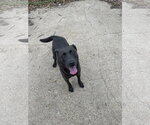 Small Labrador Retriever Mix