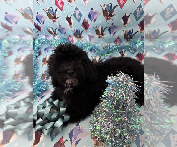 Medium Photo #9 Cock-A-Poo Puppy For Sale in SAN DIEGO, CA, USA