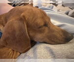 Small #5 Dachshund