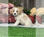 Small #1 Bichpoo-Cavalier King Charles Spaniel Mix