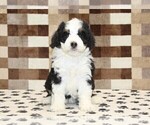 Kelly - Female Bernedoodle (Miniature) Puppy for Sale - Photo #3
