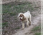 Small #2 Poodle (Miniature) Mix
