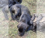 Small Photo #1 Mastiff Puppy For Sale in VILLA RICA, GA, USA