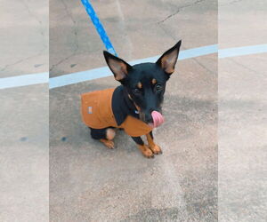 Australian Kelpie-Unknown Mix Dogs for adoption in Dallas, TX, USA