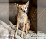 Small #2 Chihuahua