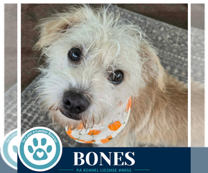 Bones 091926 - Male Mutt Dog for Adoption - Photo #2