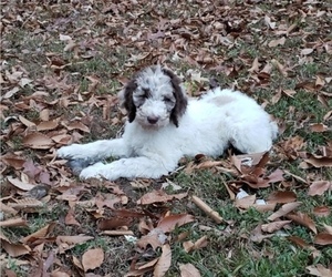 Poodle (Standard) Puppy for sale in WILLIAMSBURG, VA, USA