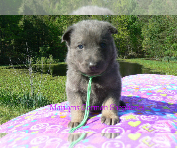Medium Photo #2 German Shepherd Dog Puppy For Sale in PIEDMONT, MO, USA