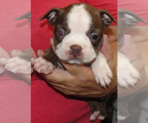 Boston Terrier Puppy for sale in CRKD RVR RNCH, OR, USA