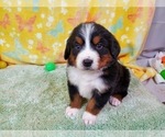 Small Photo #11 Bernese Mountain Dog Puppy For Sale in BLACK FOREST, CO, USA