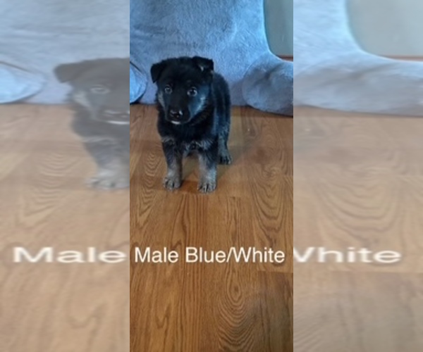 Medium Photo #16 German Shepherd Dog Puppy For Sale in PLYMOUTH, IN, USA
