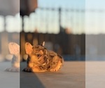 Small #18 French Bulldog