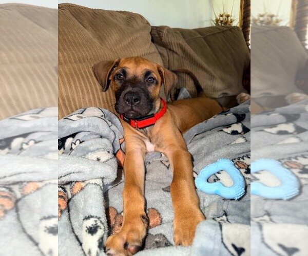 Medium Photo #2 Labrador Retriever-Unknown Mix Puppy For Sale in Springdale, PA, USA