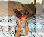 Small #1 Labrador Retriever Mix
