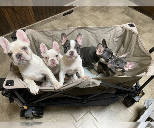 Medium Photo #4 French Bulldog Puppy For Sale in SHERWOOD, AR, USA