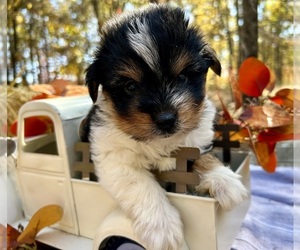 Biewer Terrier Puppy for sale in WINSLOW, AR, USA