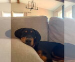 Small #7 Doberman Pinscher