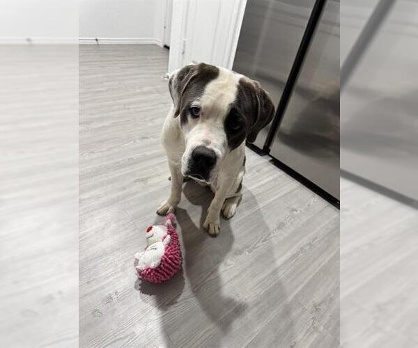 Medium Photo #1 Mastiff Puppy For Sale in San Antonio, TX, USA