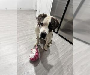 Mastiff Dogs for adoption in San Antonio, TX, USA