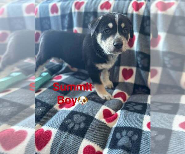 Medium Photo #6 Alaskan Malamute Puppy For Sale in Aurora, IN, USA