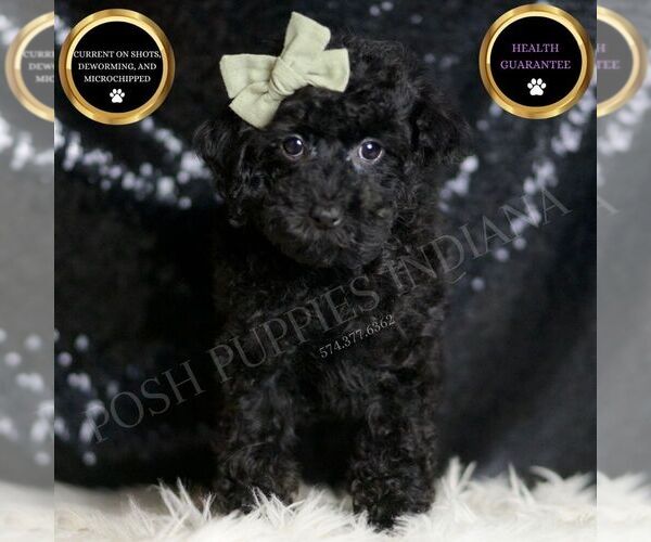 Medium Photo #1 Poodle (Toy) Puppy For Sale in WARSAW, IN, USA