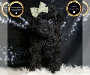 Poodle (Toy) Puppy for sale in WARSAW, IN, USA