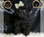 Small Poodle (Toy)