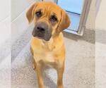 Small #2 Mastiff Mix