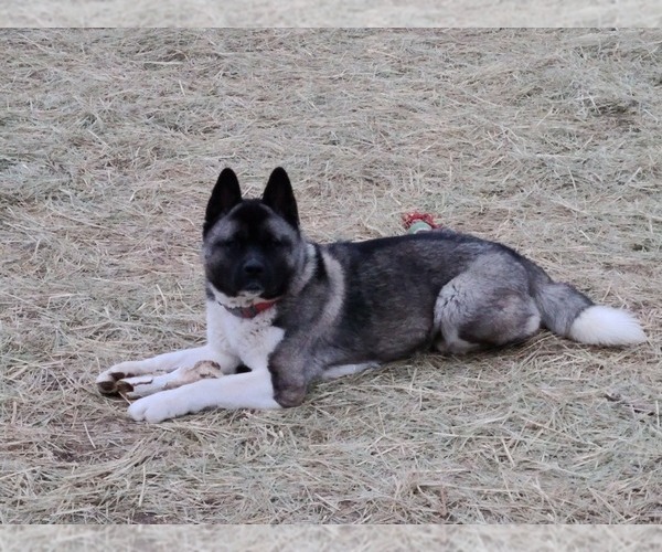 Medium Photo #1 Akita Puppy For Sale in DENVER, CO, USA