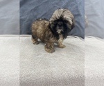 Small Photo #36 Shih Tzu Puppy For Sale in SAINT AUGUSTINE, FL, USA