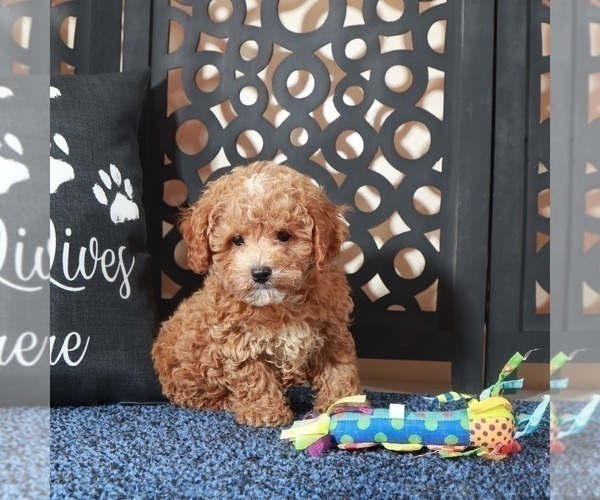 Medium Photo #4 Poochon Puppy For Sale in MOUNT VERNON, OH, USA