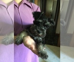 Small Photo #1 Schnauzer (Miniature) Puppy For Sale in MIDDLEFIELD, OH, USA