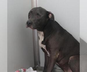 American Staffordshire Terrier Dogs for adoption in San Antonio, TX, USA
