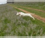 Small Photo #35 Dogo Argentino Puppy For Sale in RYAN, OK, USA